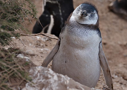 baby Magellan Penguin