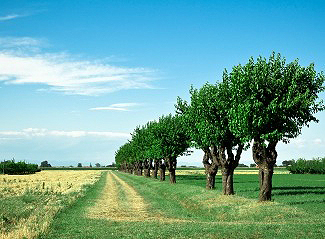 Parma's countryside