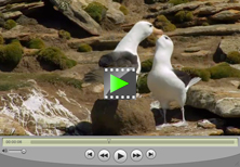 Albatross mating ritual in Falkland Islands